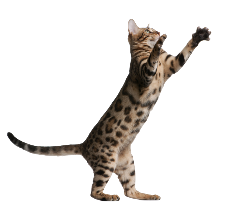 a cat standing on its hinds