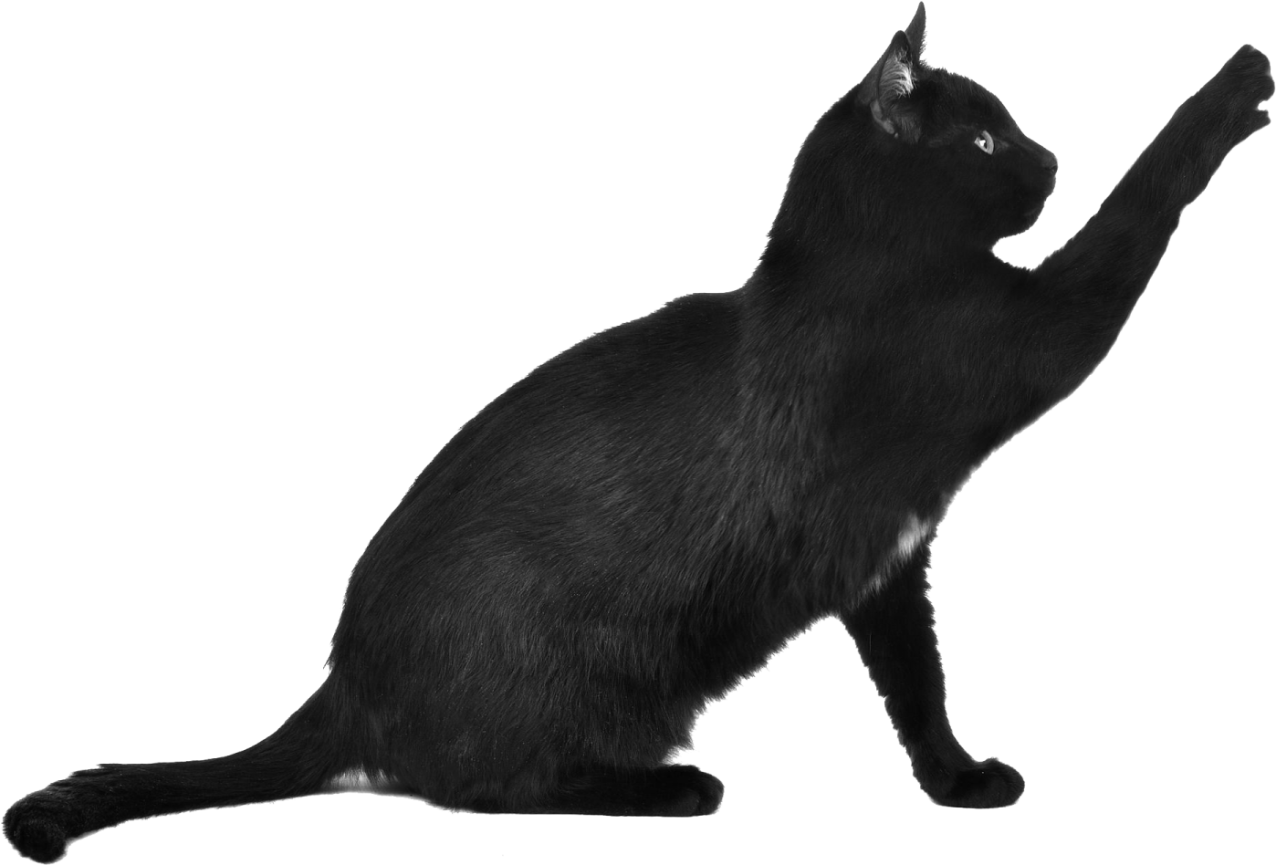 a black cat standing on its hinds