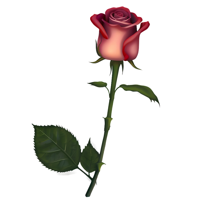 a single red rose on a white background