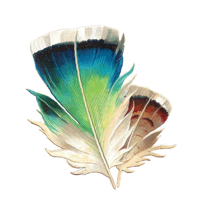 a watercolor drawing of a feather
