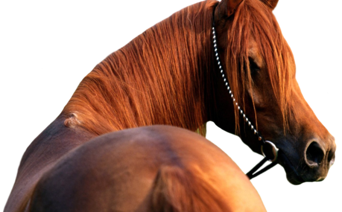 a close up of a horse's head