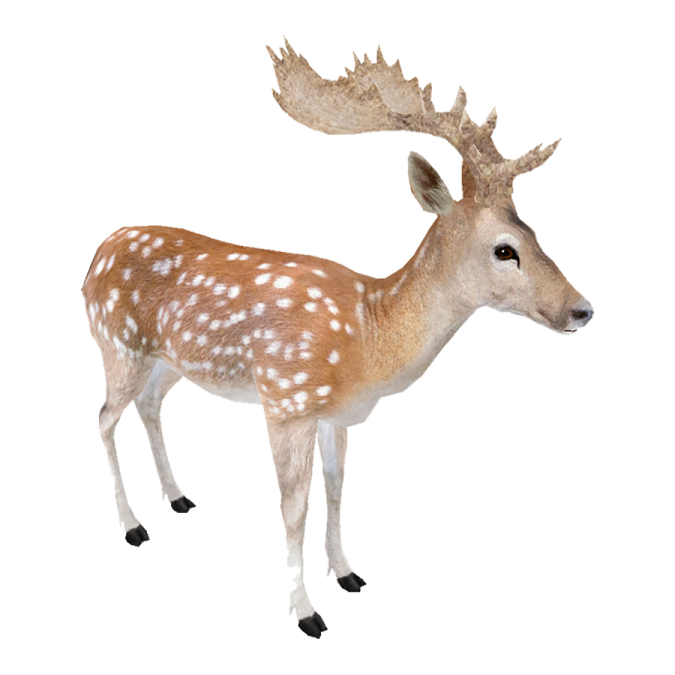 a small deer standing in front of a white background