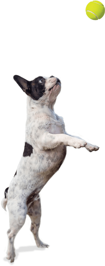 a dog jumping up to catch a tennis ball