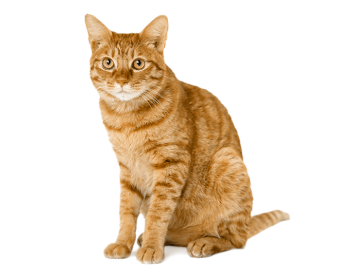 an orange cat sitting on a white surface
