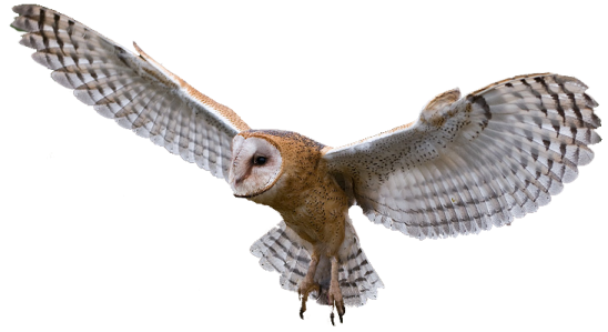 a barn owl in flight
