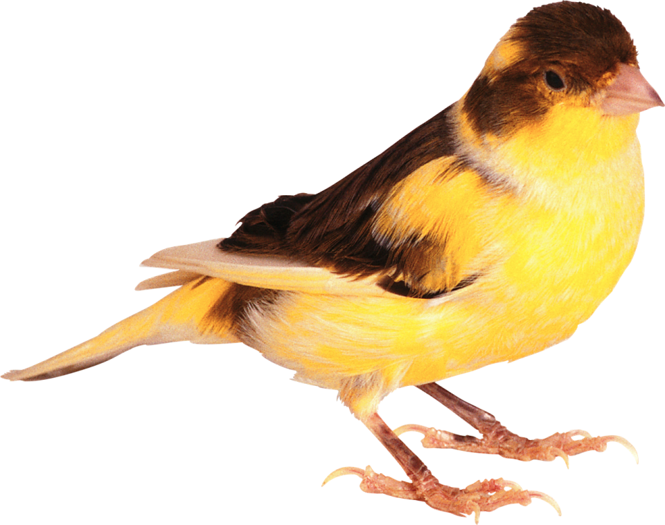 a yellow and black bird sitting on a white surface