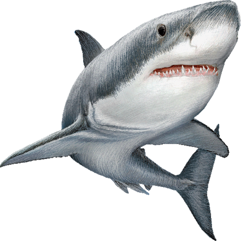 a drawing of a shark with its mouth open