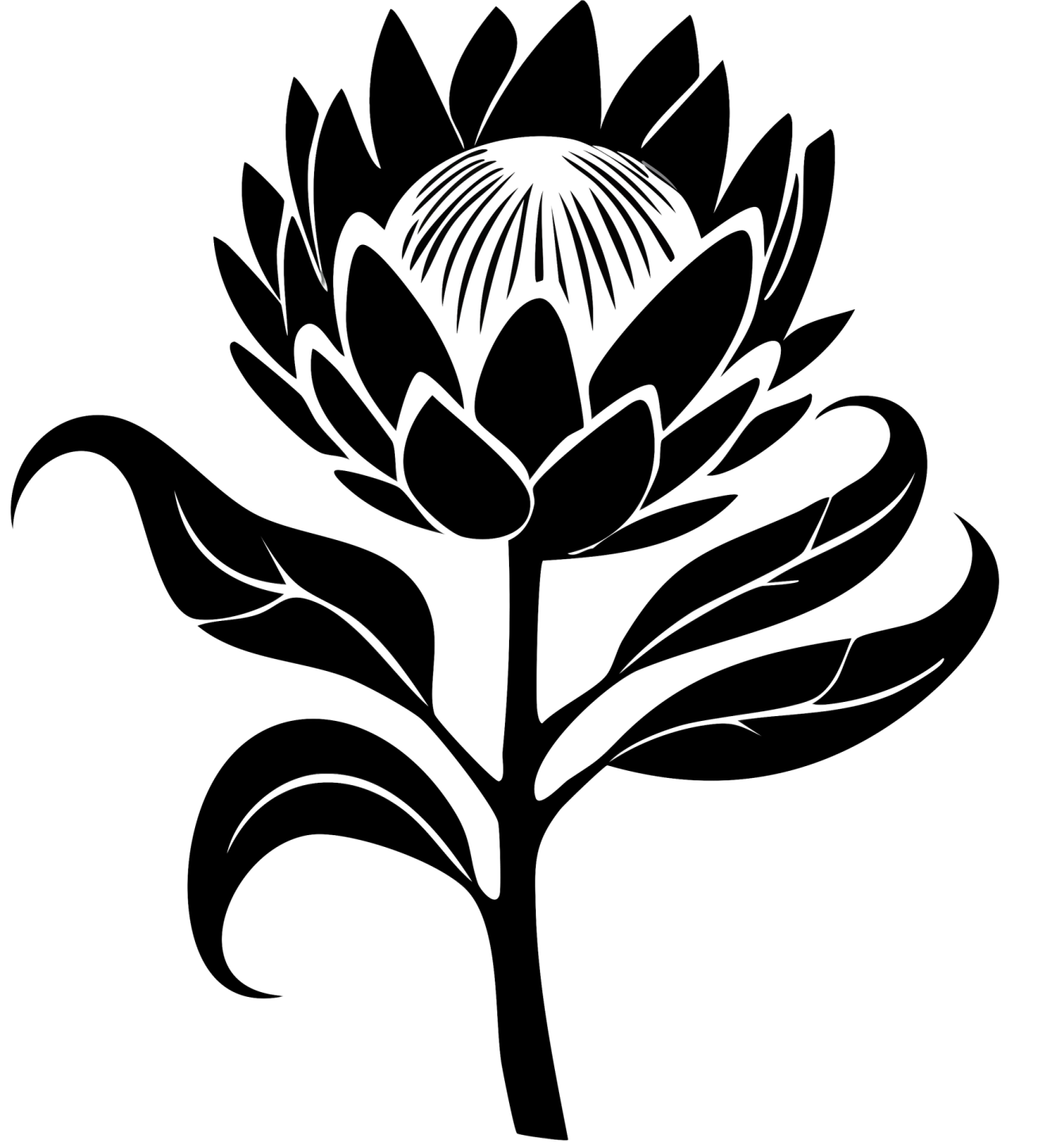 a black and white image of a lotus flower