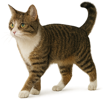 a cat standing on a white surface