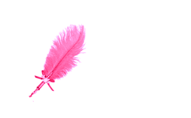 a pink feather on a white background