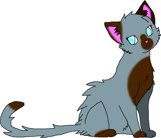 a gray cat with blue eyes sitting down