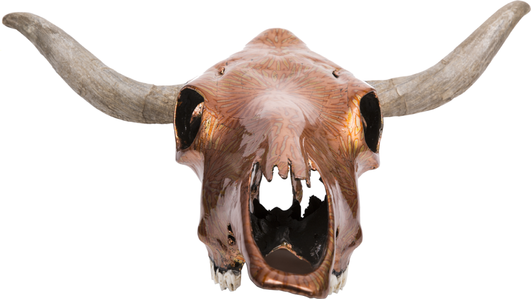 a close up of a bull's skull