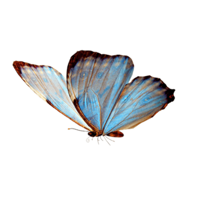 a blue butterfly on a white background