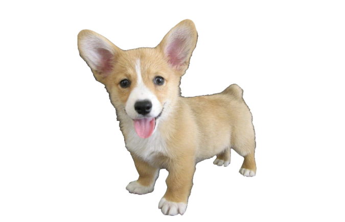 a small dog with its tongue sticking out