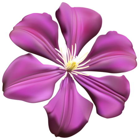 a purple flower on a white background
