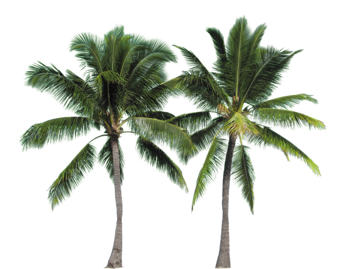 three palm trees on a white background