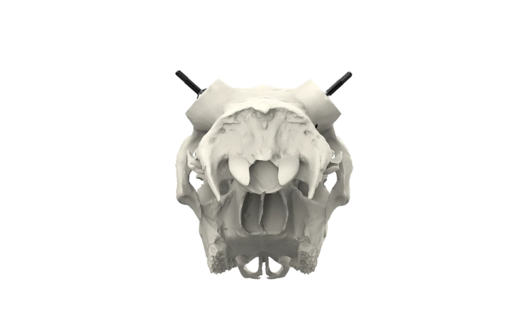 an animal skull on a white background