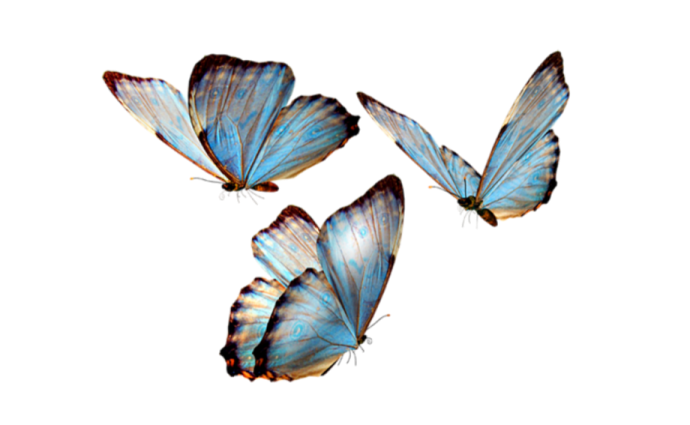 three blue butterflies on a white background