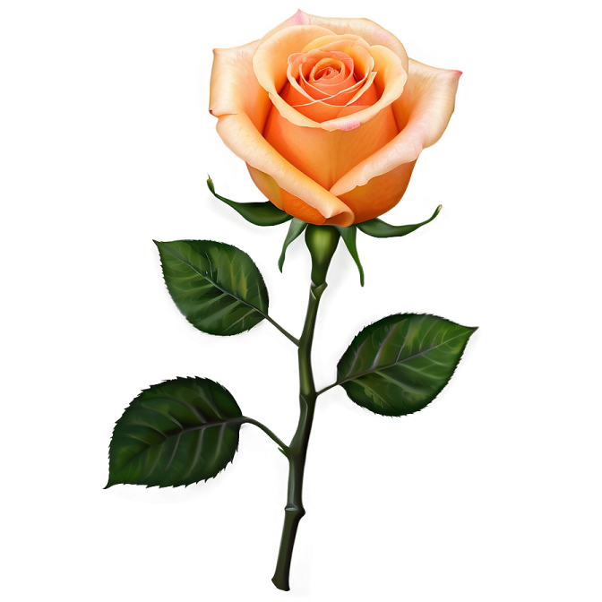 a single orange rose on a white background
