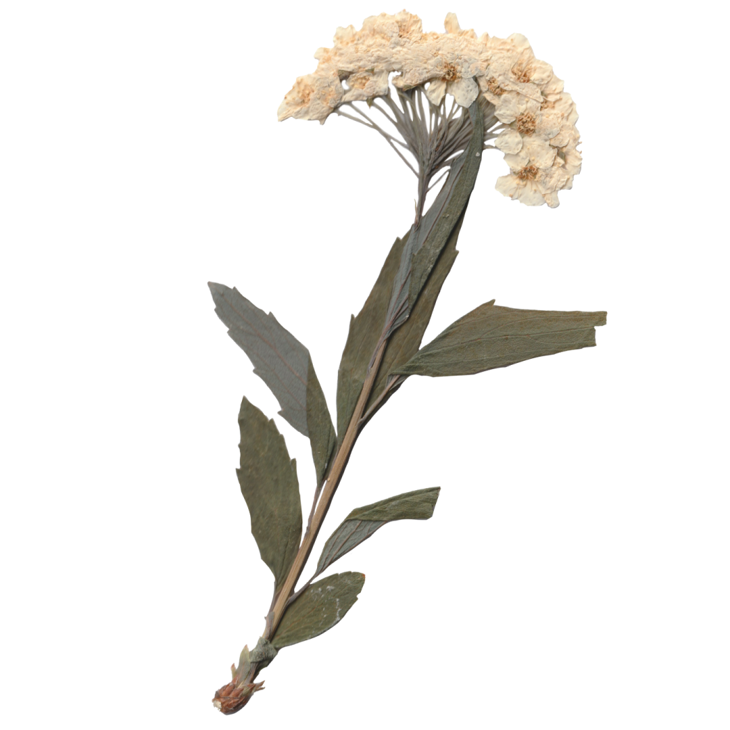 a close up of a flower on a stem