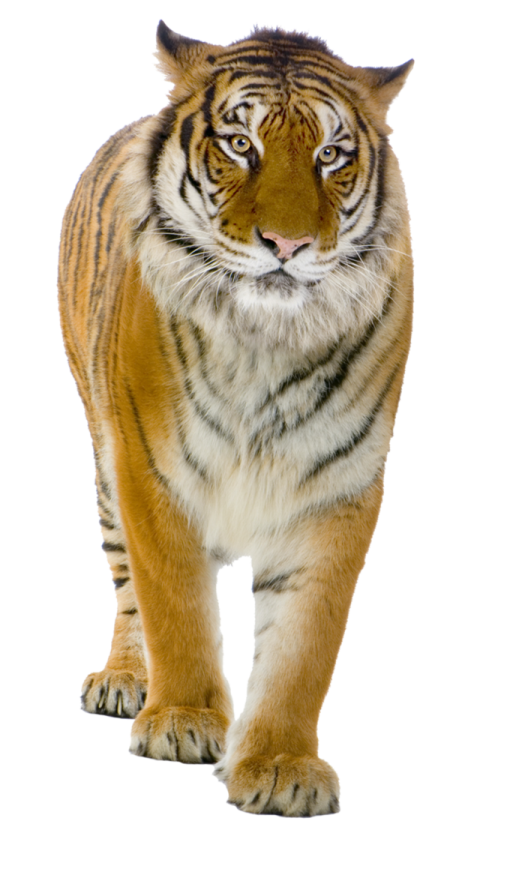 a tiger walking on a white background