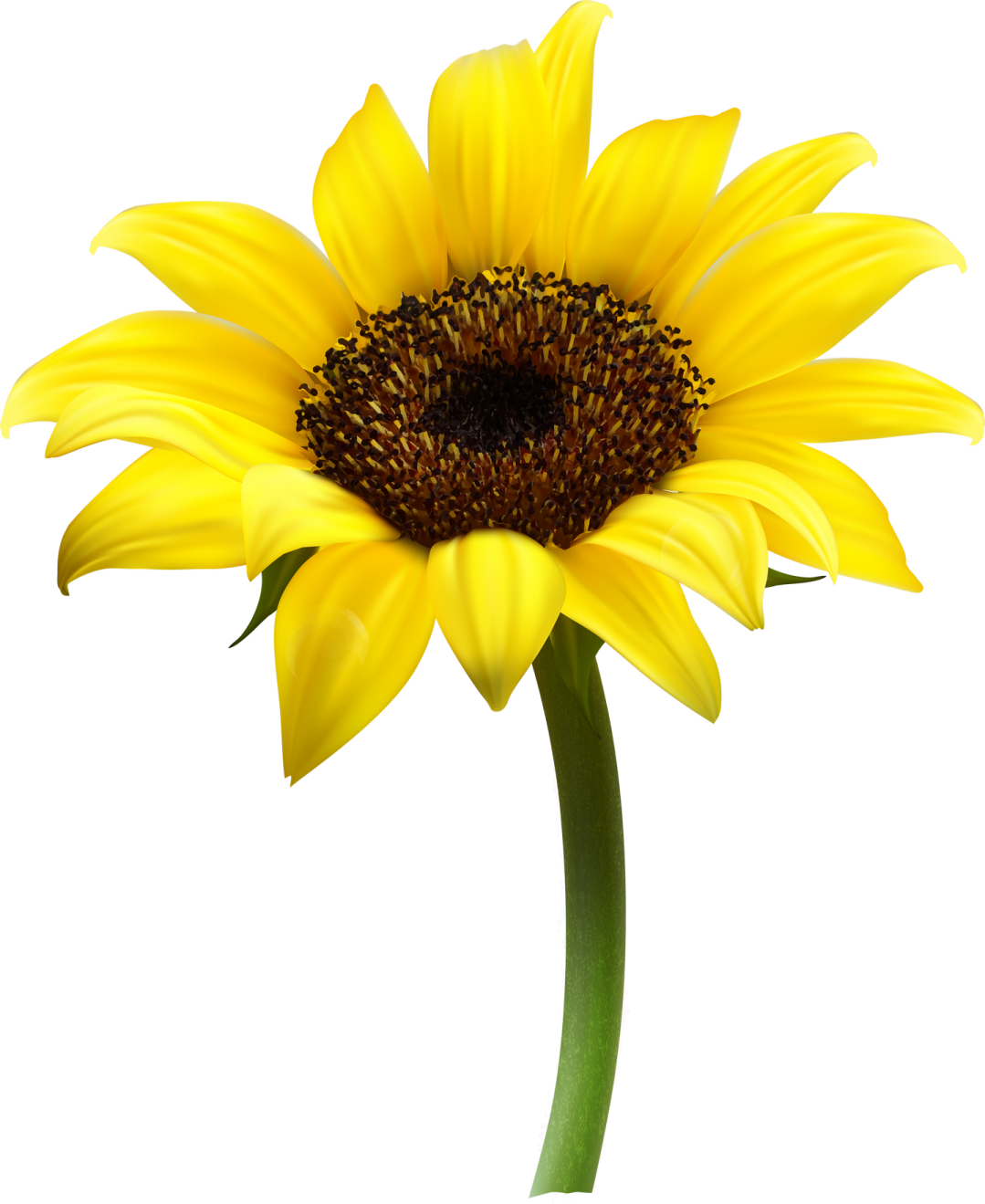 a yellow flower on a white background
