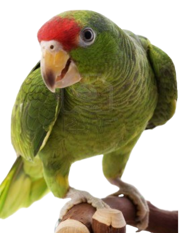 a green parrot perched on top of a tree branch