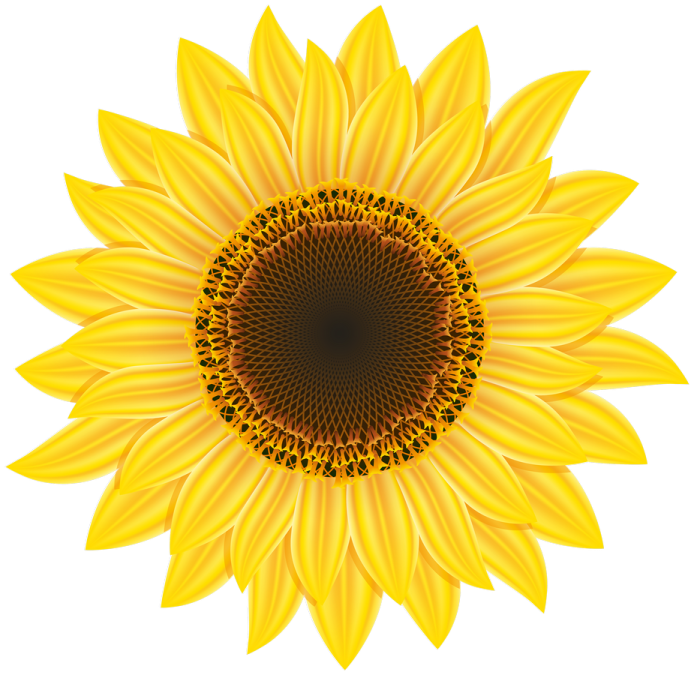 a sunflower on a white background
