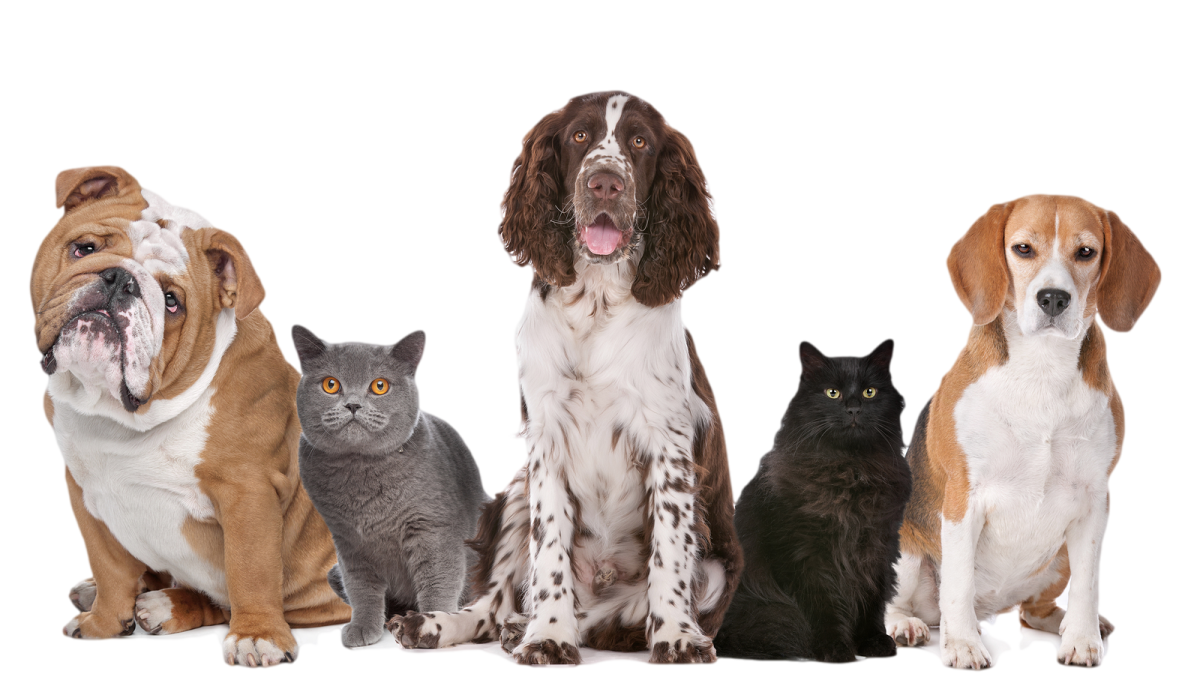 a group of dogs and cats sitting together