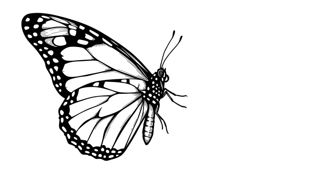 a black and white butterfly on a white background
