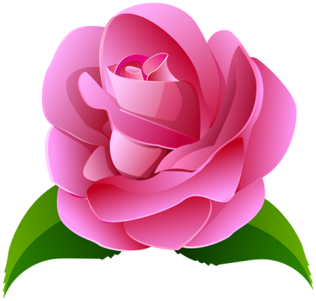 a pink rose on a white background