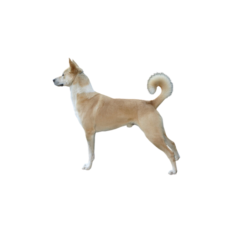 a brown and white dog standing on a white surface
