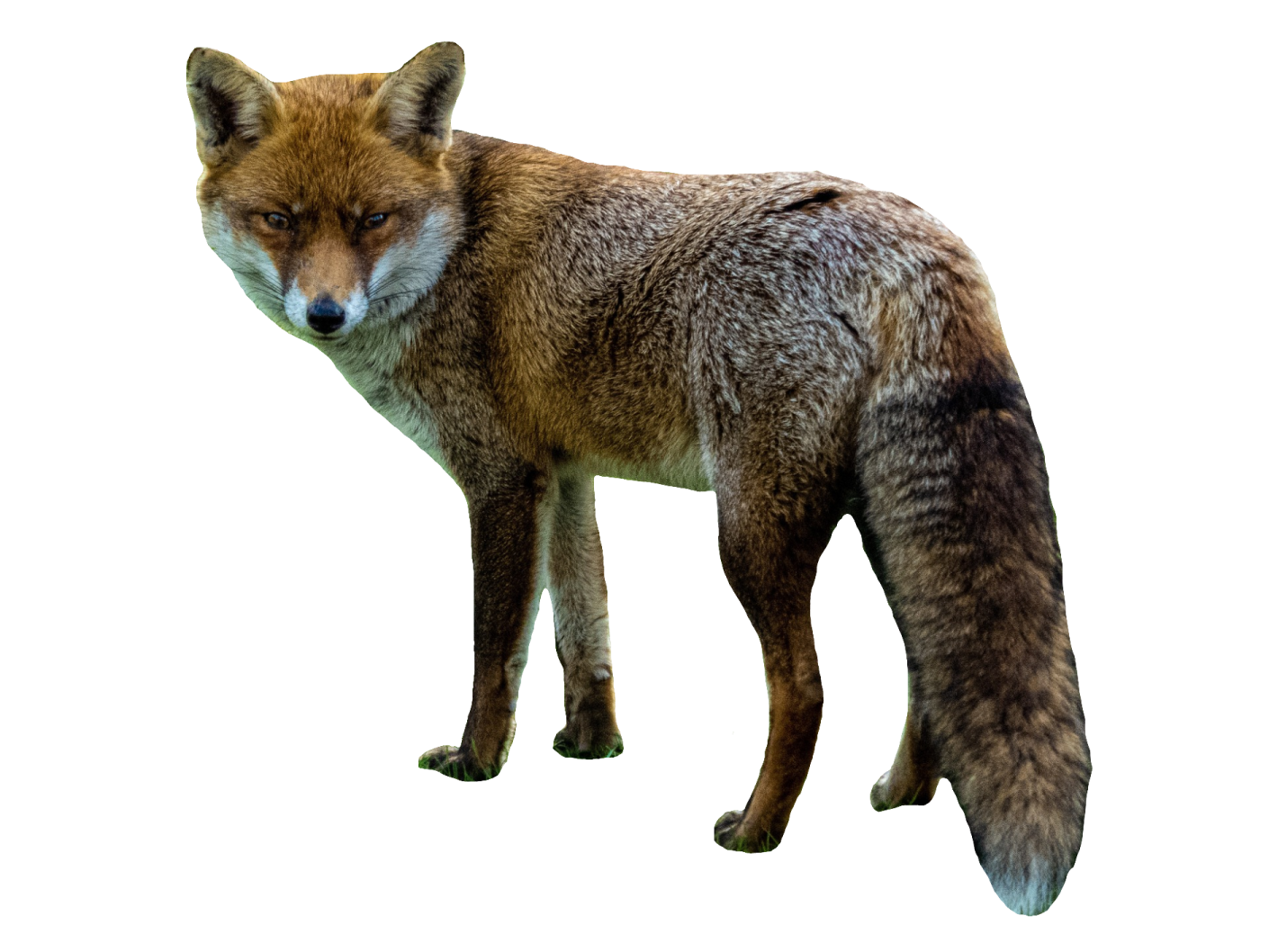 a close up of a fox on a white background