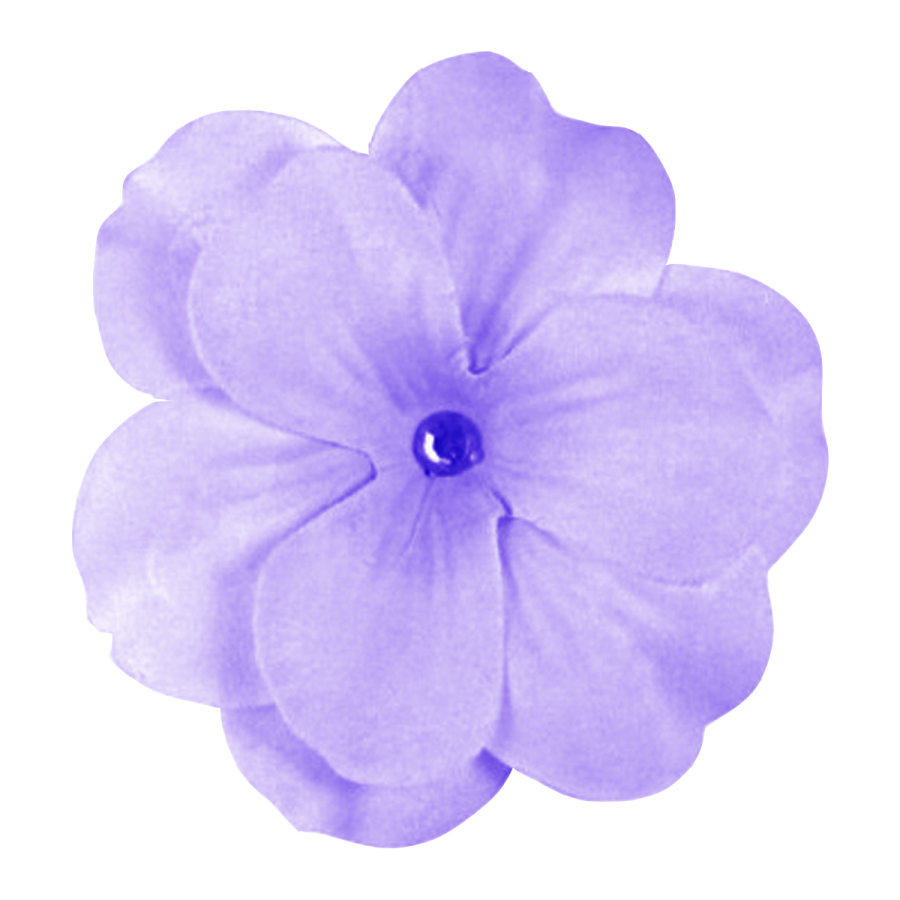 a purple flower on a white background
