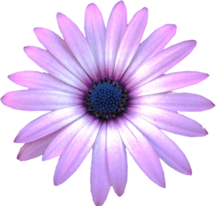a purple flower on a white background