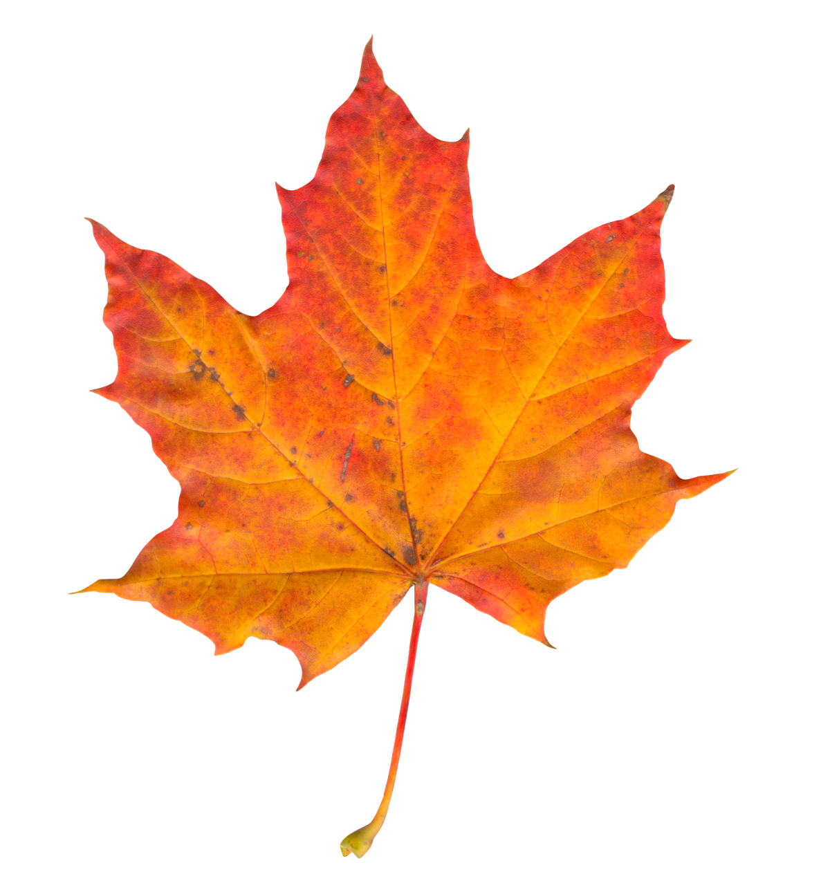 an orange maple leaf on a white background