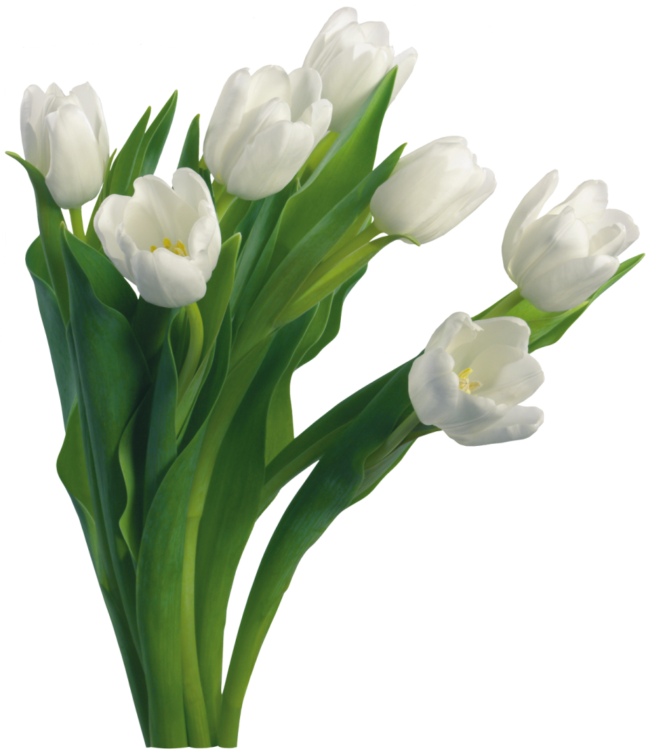 a bunch of white flowers in a vase