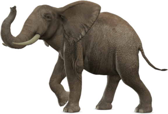 an elephant walking on a white background
