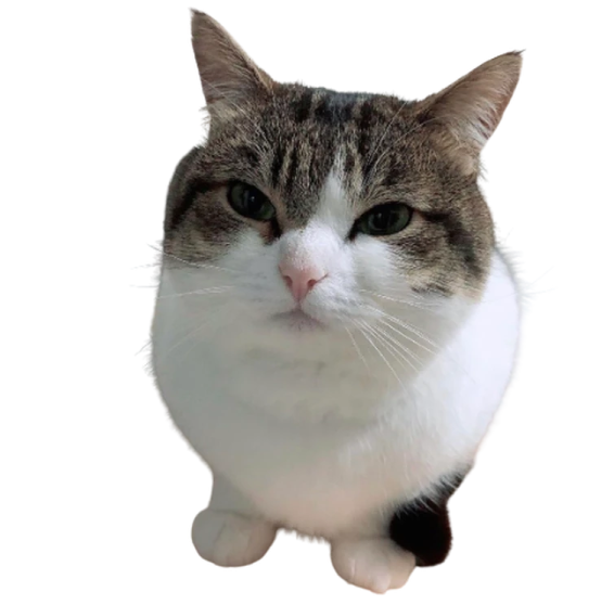 a cat sitting on top of a white surface