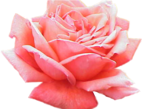 a pink rose flower on a white background