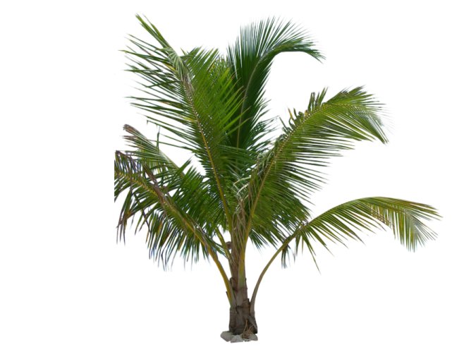 a palm tree on a white background
