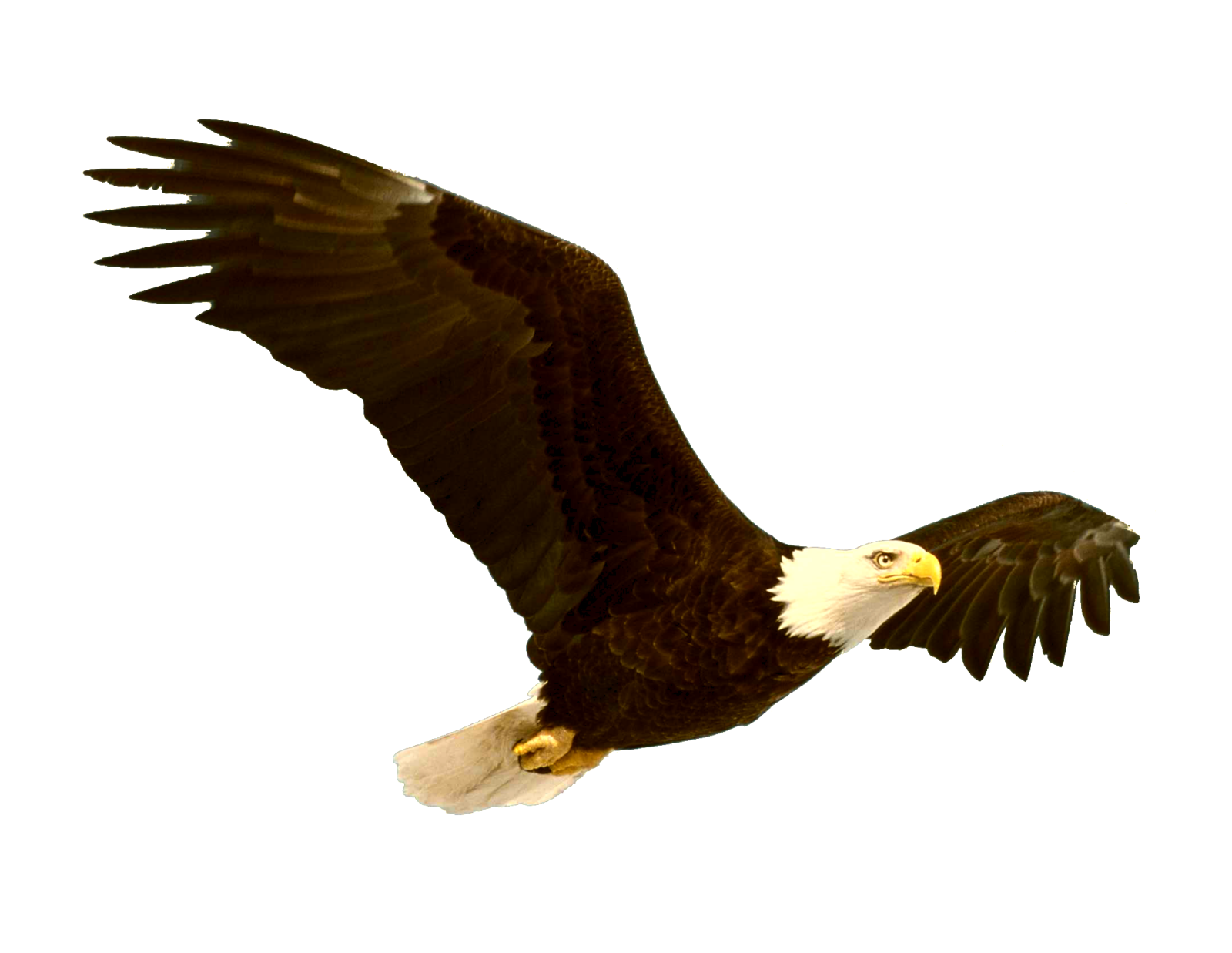 a bald eagle flying in the sky