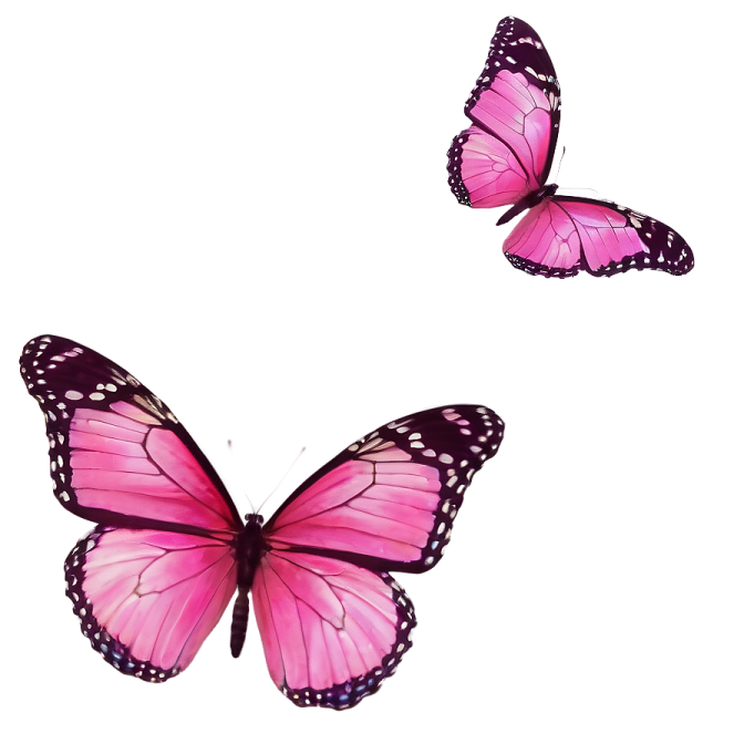 two pink butterflies on a white background