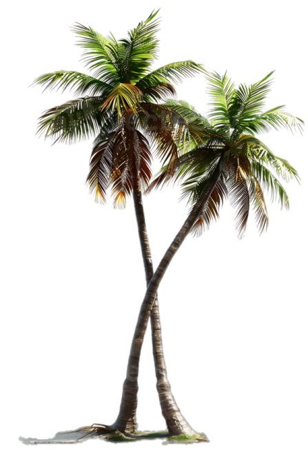 two palm trees on a white background