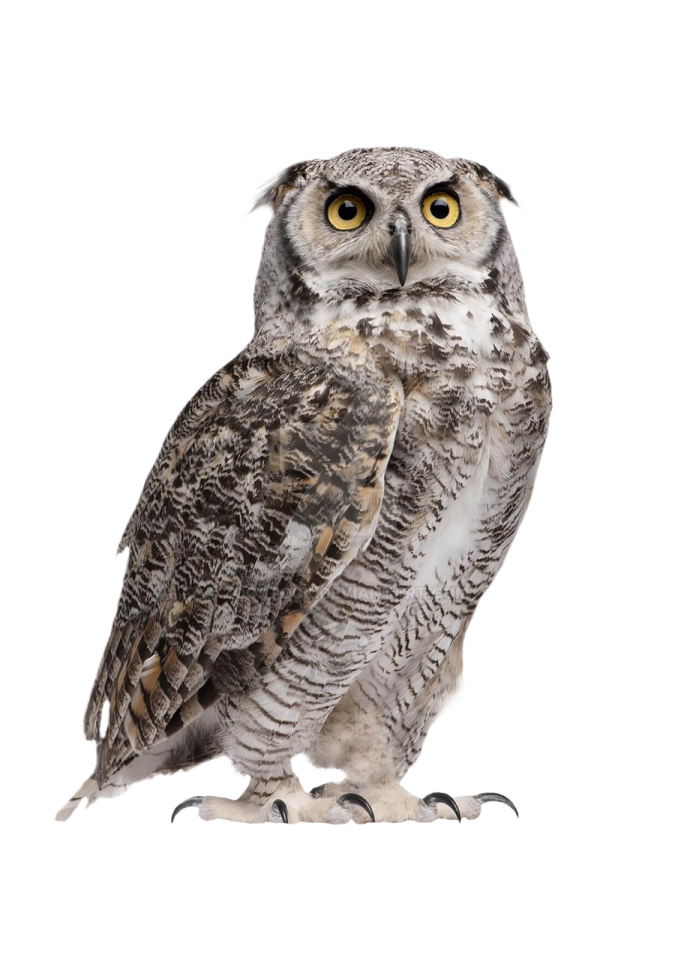 an owl sitting on a white background