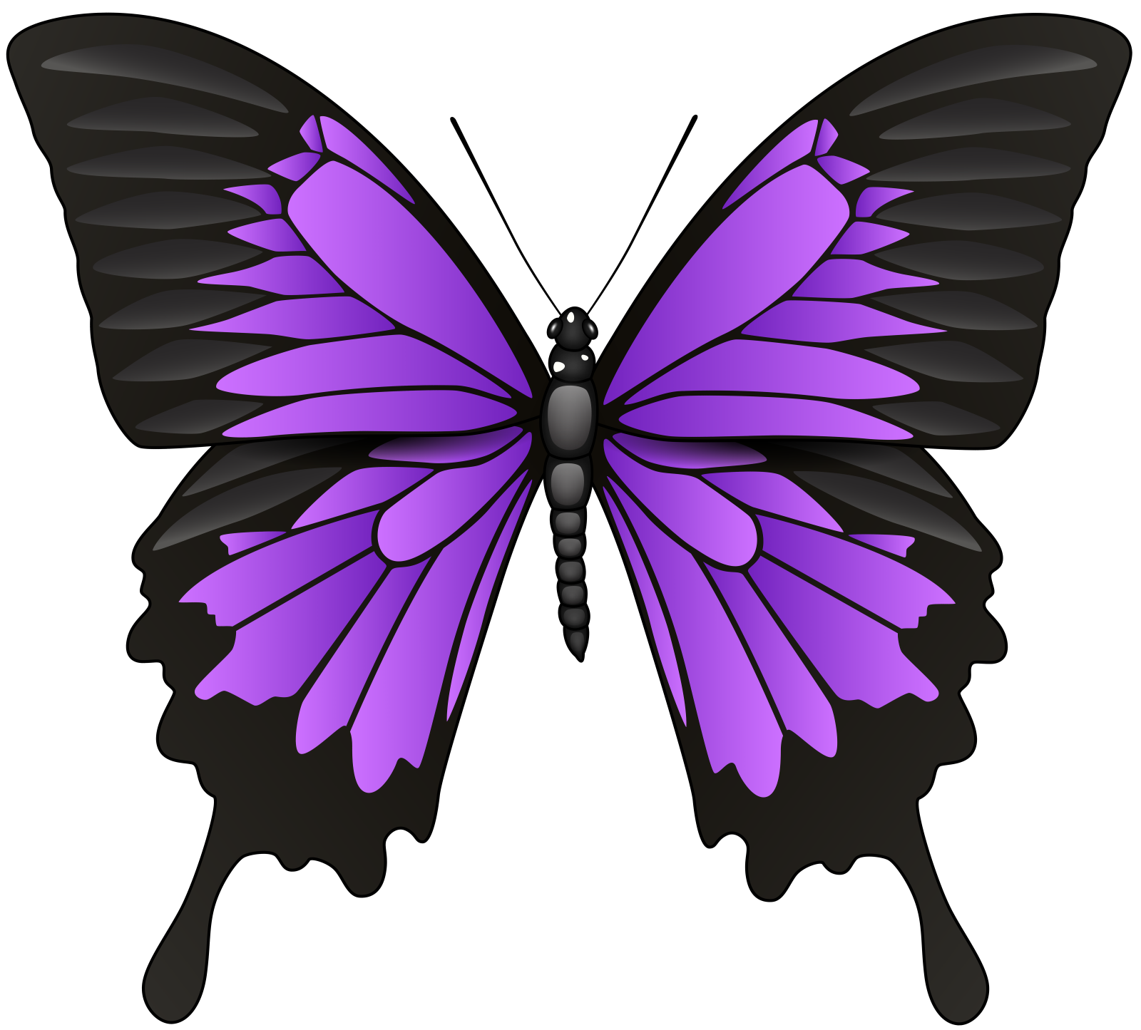 a purple butterfly on a white background