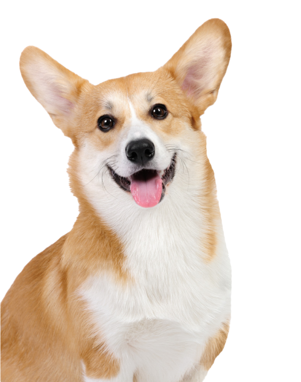 a close up of a dog with its tongue out