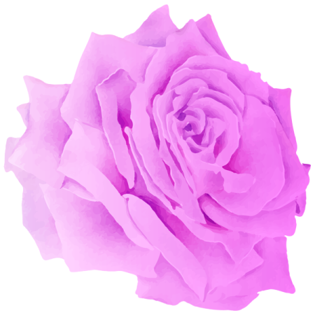 a pink rose on a white background