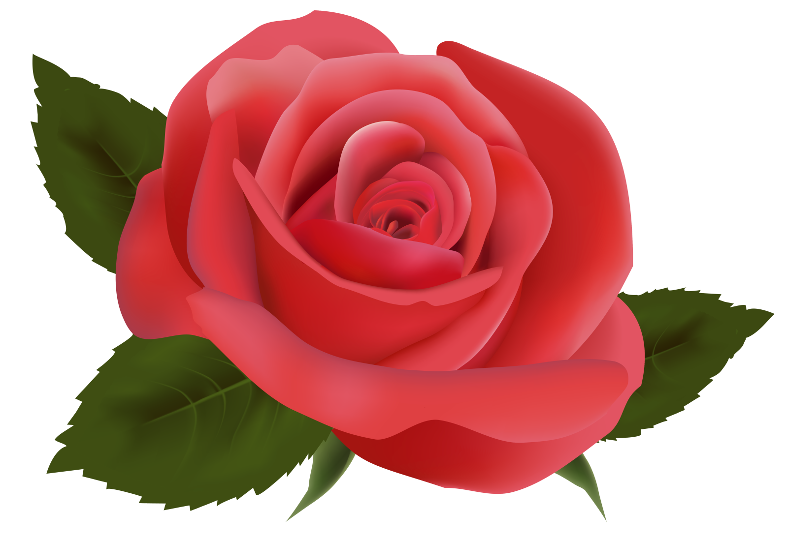 a red rose with green leaves