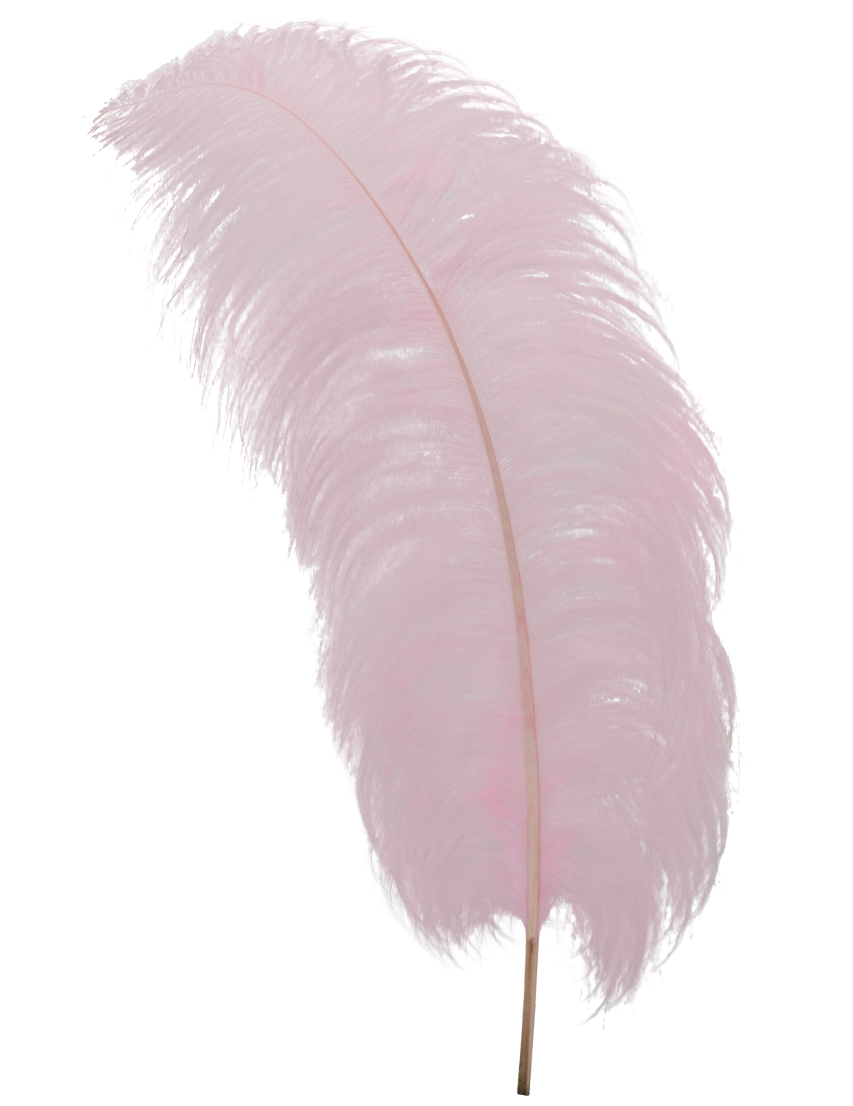 a pink feather on a white background